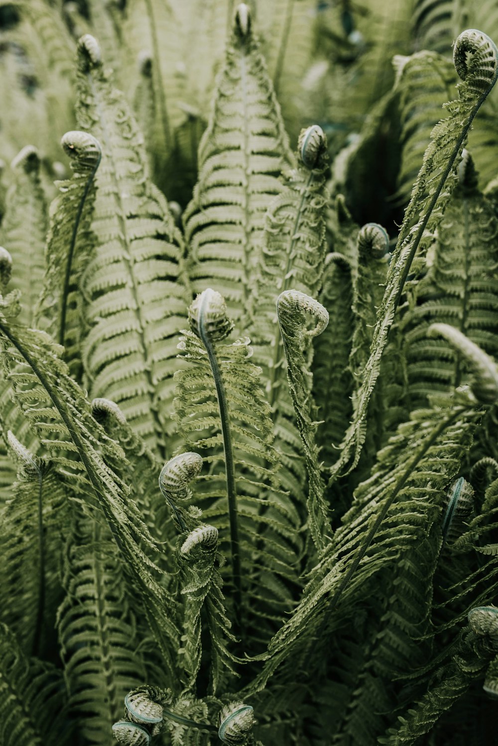 beautiful natural wallpapers for smartphones