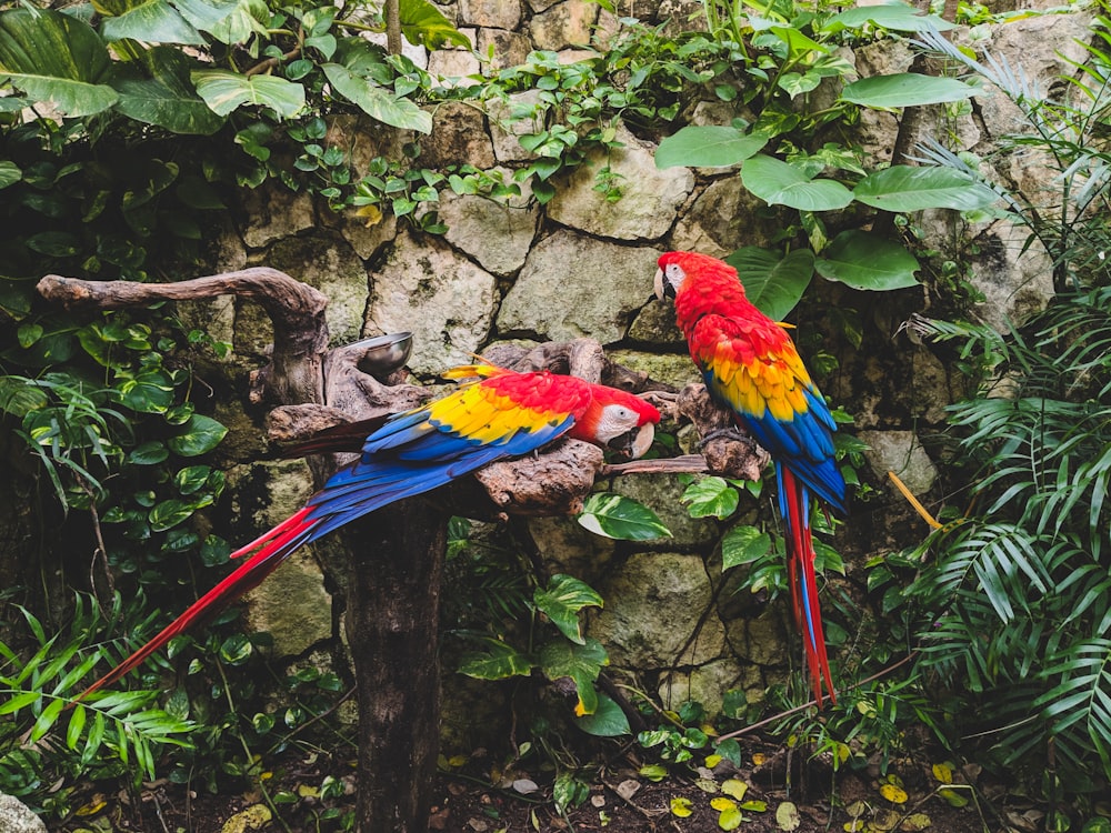 two red-yellow-and-blue parrots on log