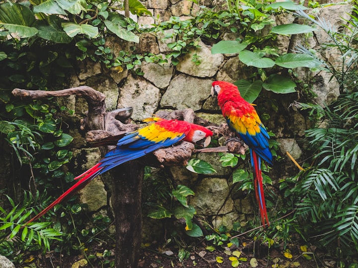 Red Feathers