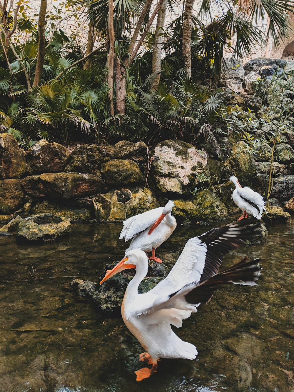 three white ducks on lake