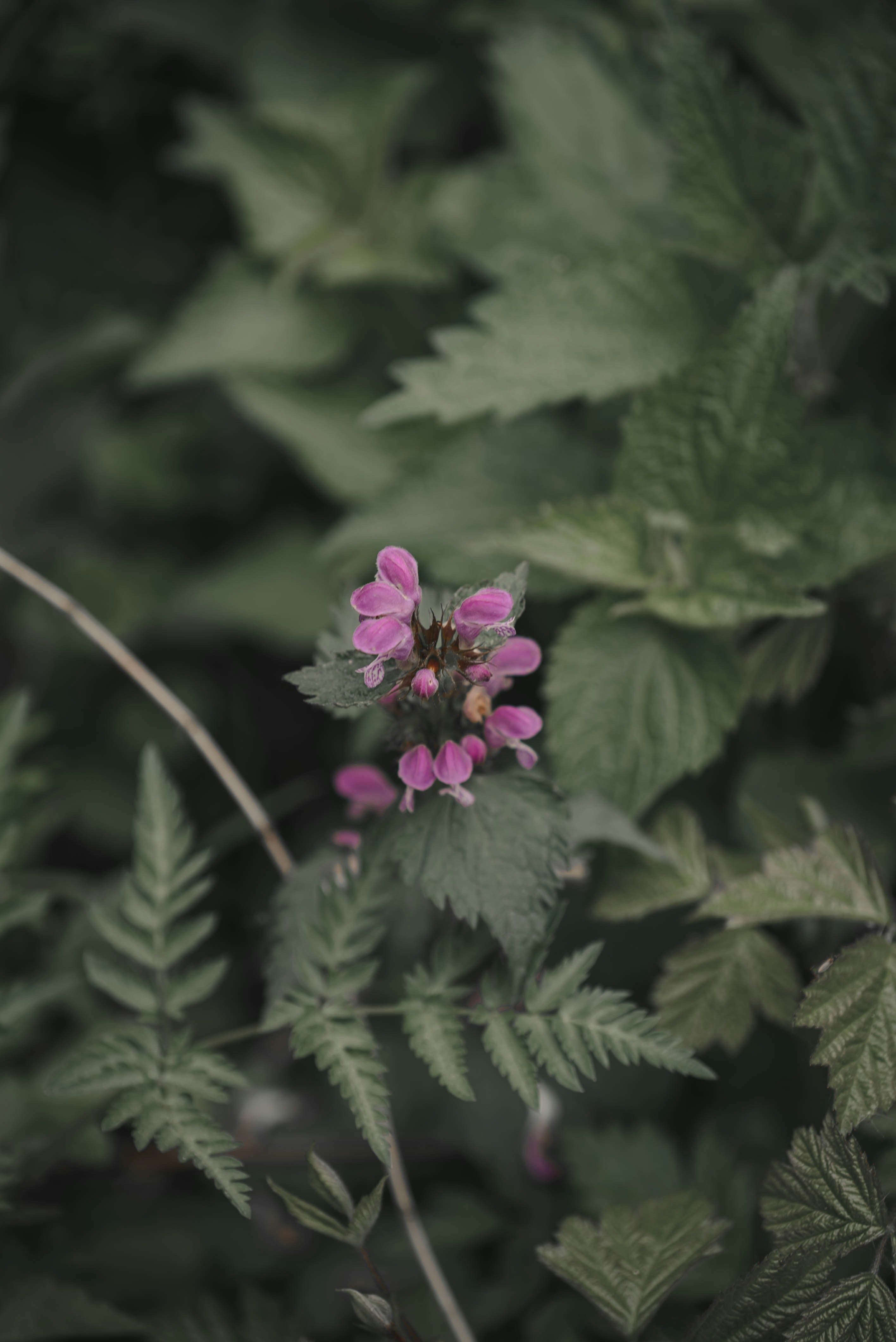 purple-petaled flower selective focus