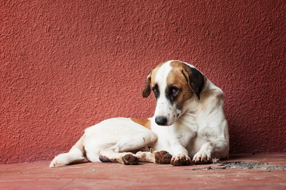 chien blanc et brun à poil court couché à côté du mur