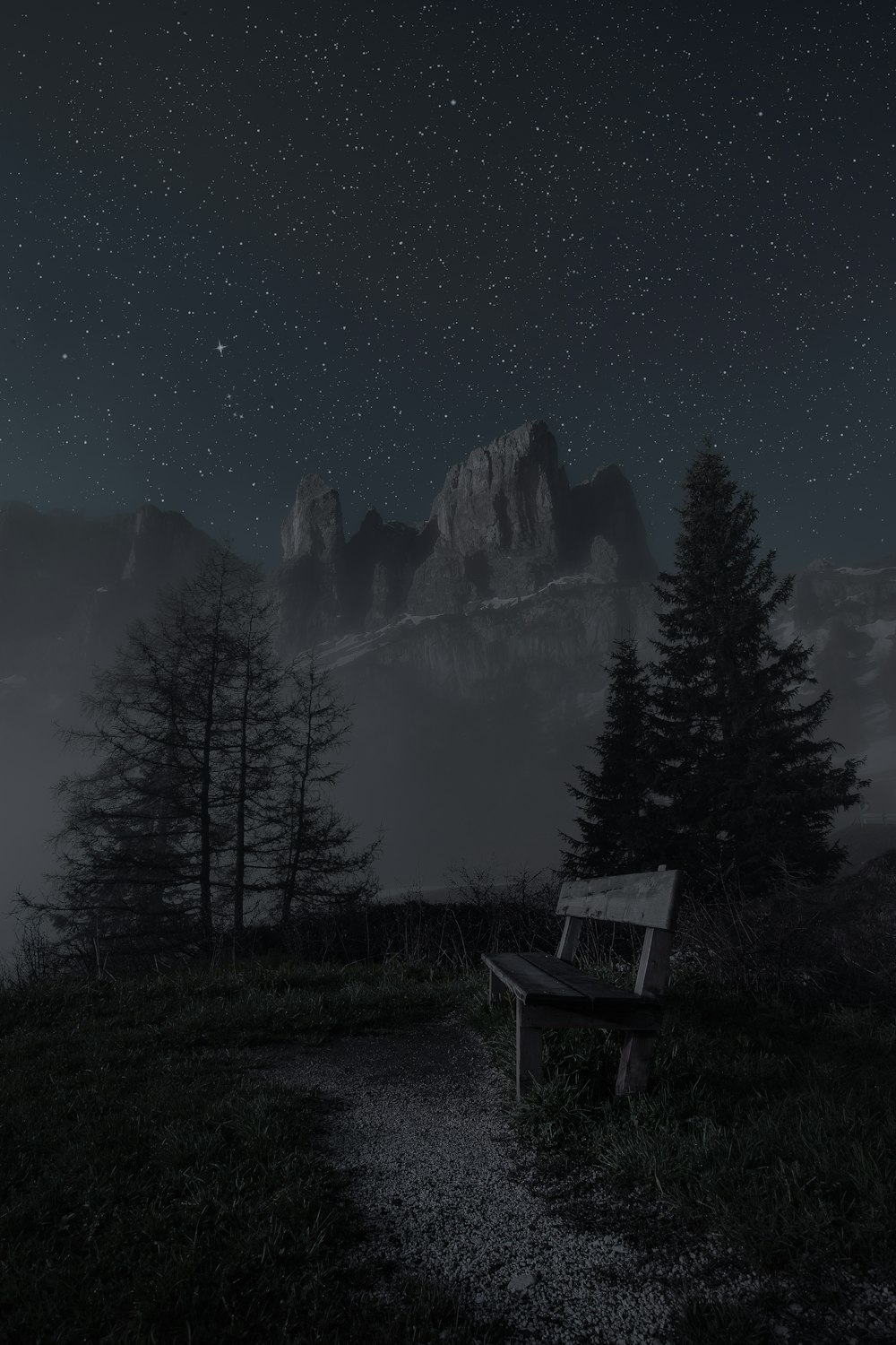 wooden bench near pine trees