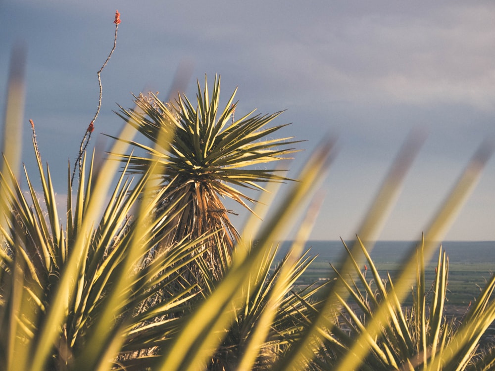 green palm tree