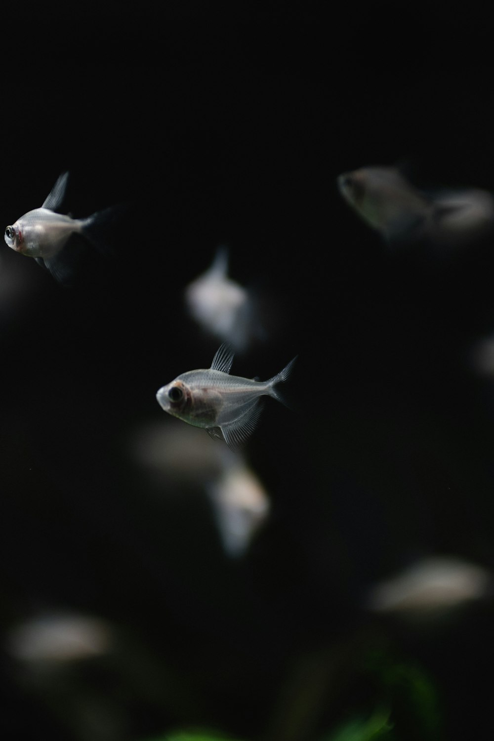 focus photography of gray fish