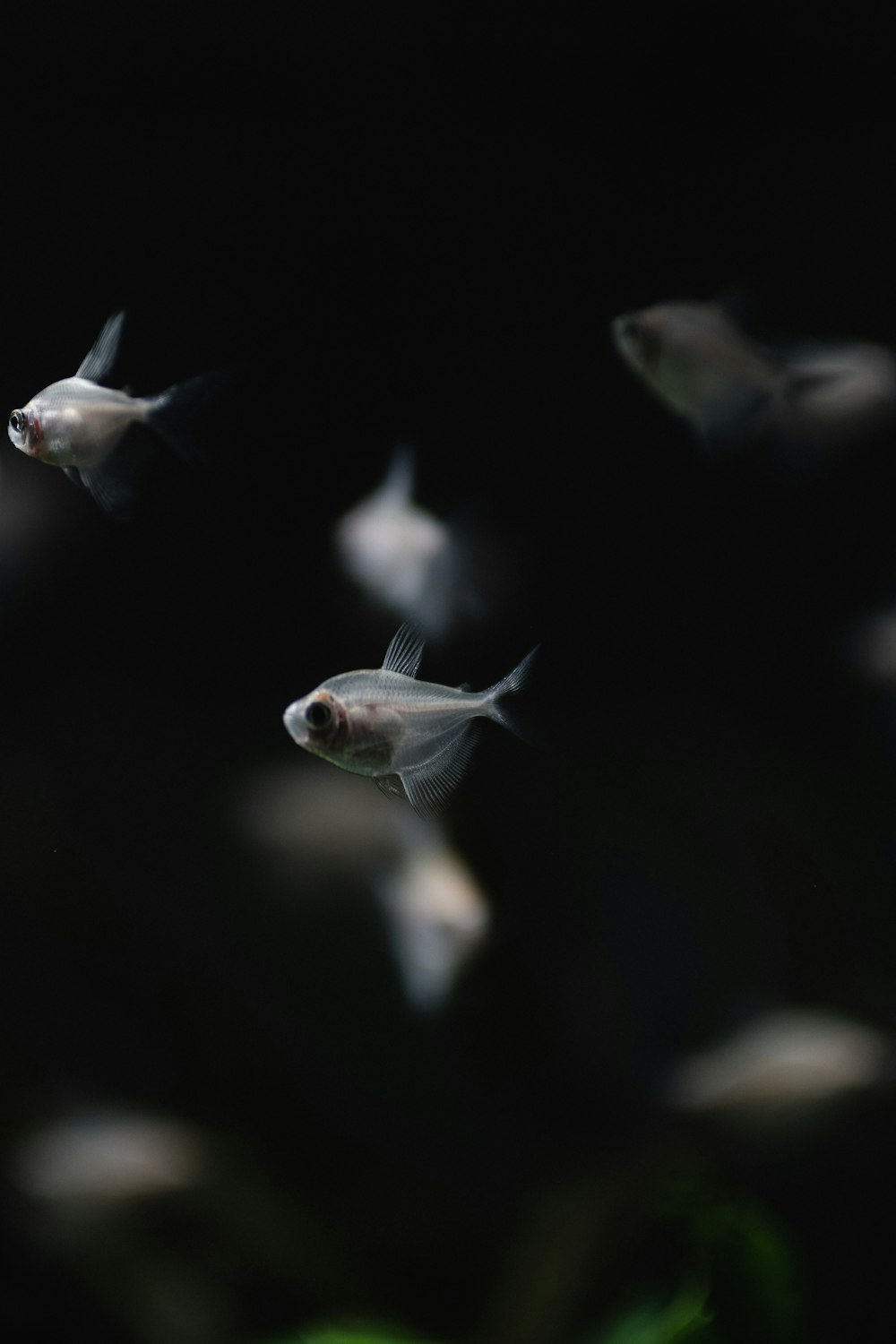 Fotografia de foco de peixes cinzentos