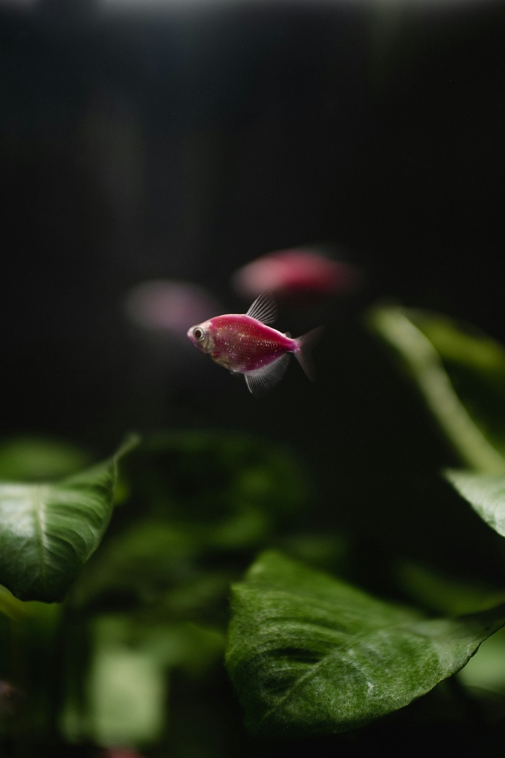 focus photography of red fish