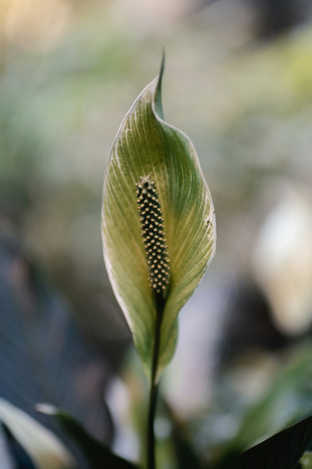 green lily