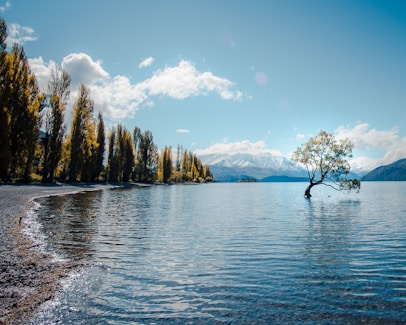body of water near field of trees