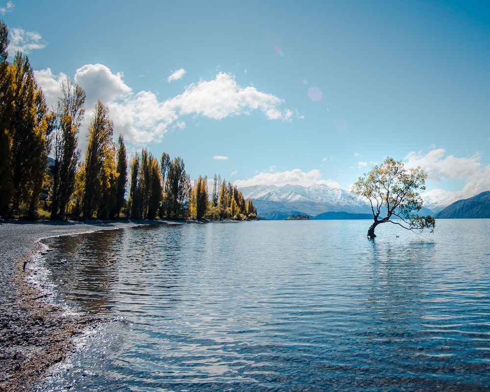 body of water near field of trees