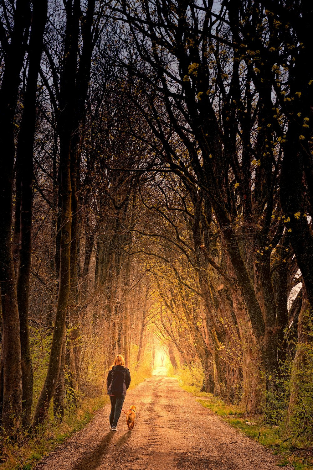 person walking in pathway near trees during daytime