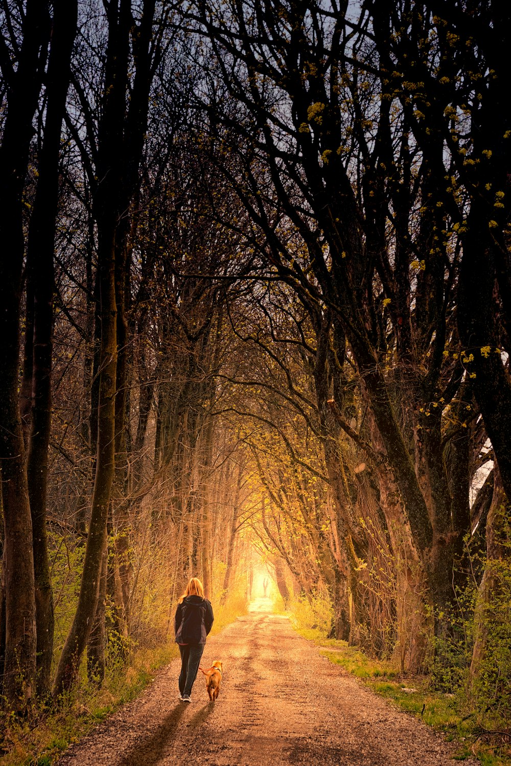 persona che cammina nel sentiero vicino agli alberi durante il giorno