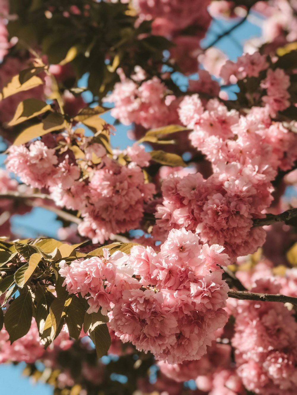 pink cluster flowers