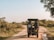 A safari vehicle with a spare tire attached to the back is driving along a dirt road surrounded by lush green vegetation and trees. The sky is clear with a hint of warm sunlight casting shadows on the path.