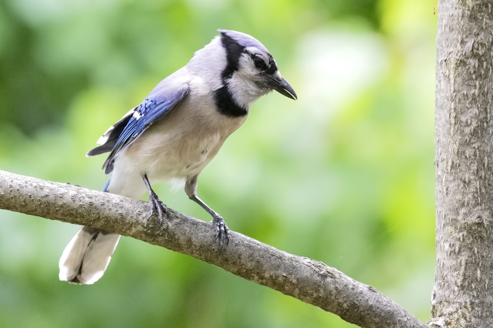 white and blue bird standing on tree branch