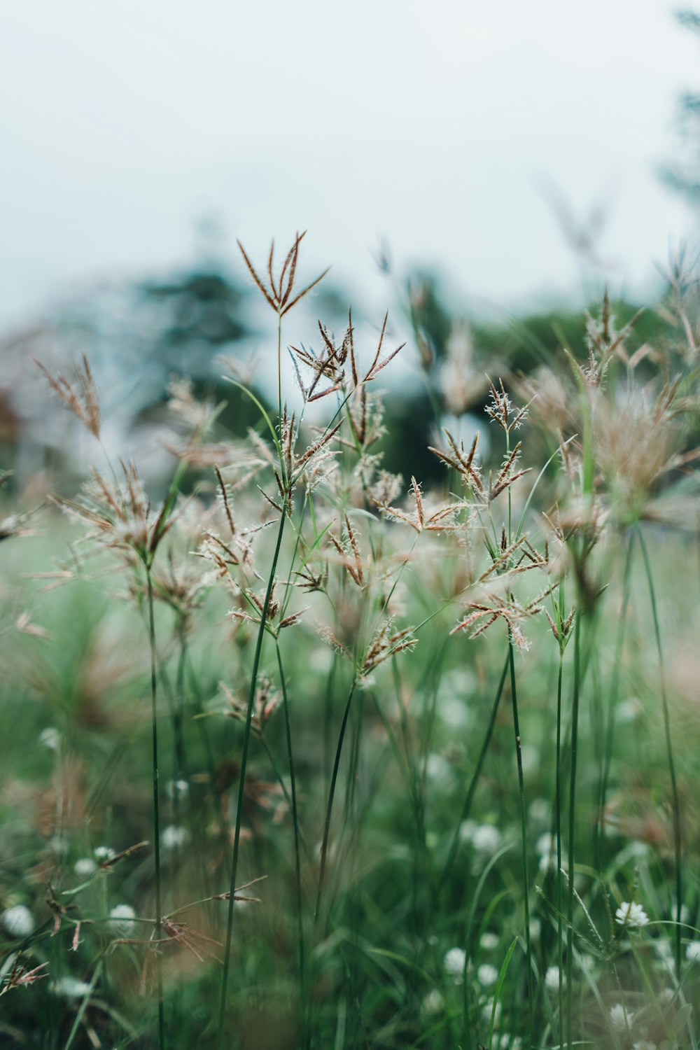 brown petaled flower