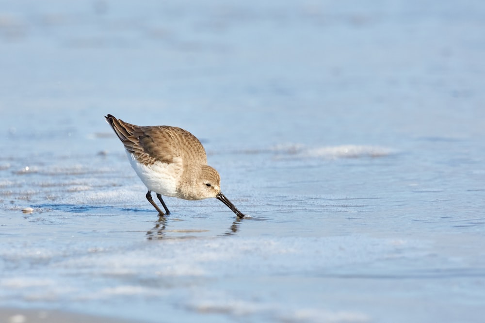 Dunlin a la orilla del mar