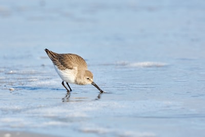 Dunlin at the seashore