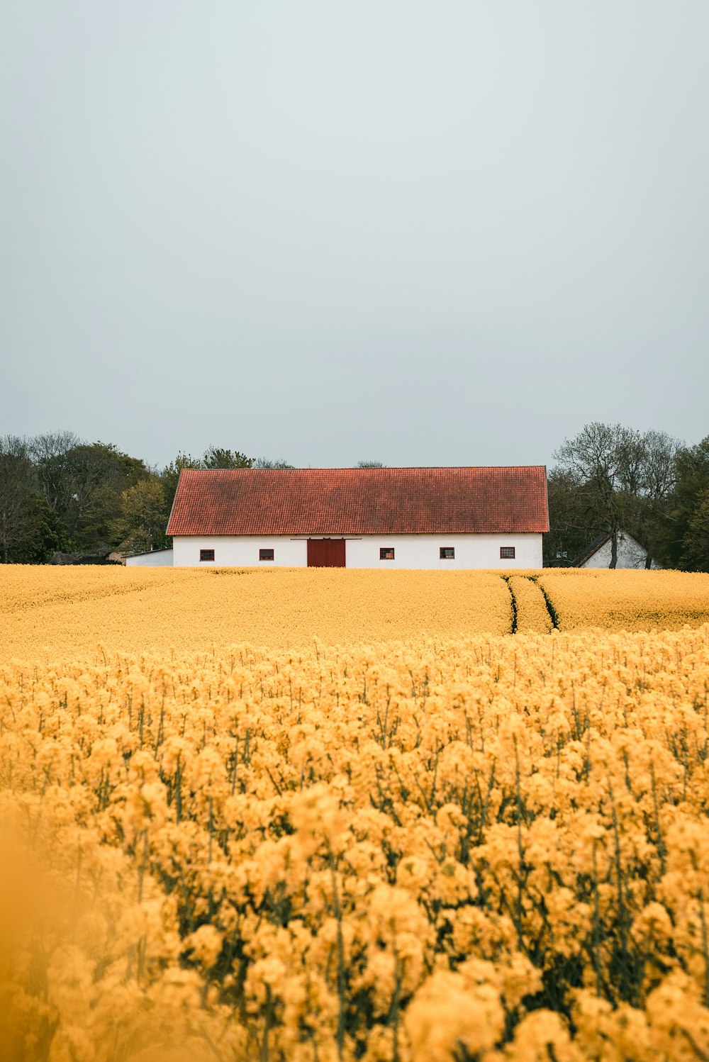 yellow-petaled flower field during daytime