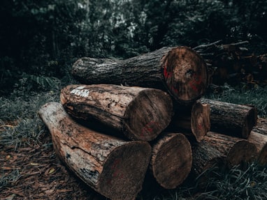 pile of wood logs beside trees