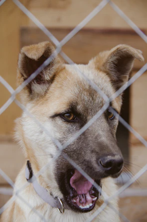Close-up of a happy dog waiting eagerly behind a kennel fence.