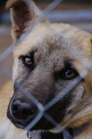 A close-up of a dog's face with brown fur and expressive eyes is seen through a metal fence. The dog's ears are perked up, and its gaze is direct and focused, conveying a sense of longing or curiosity.