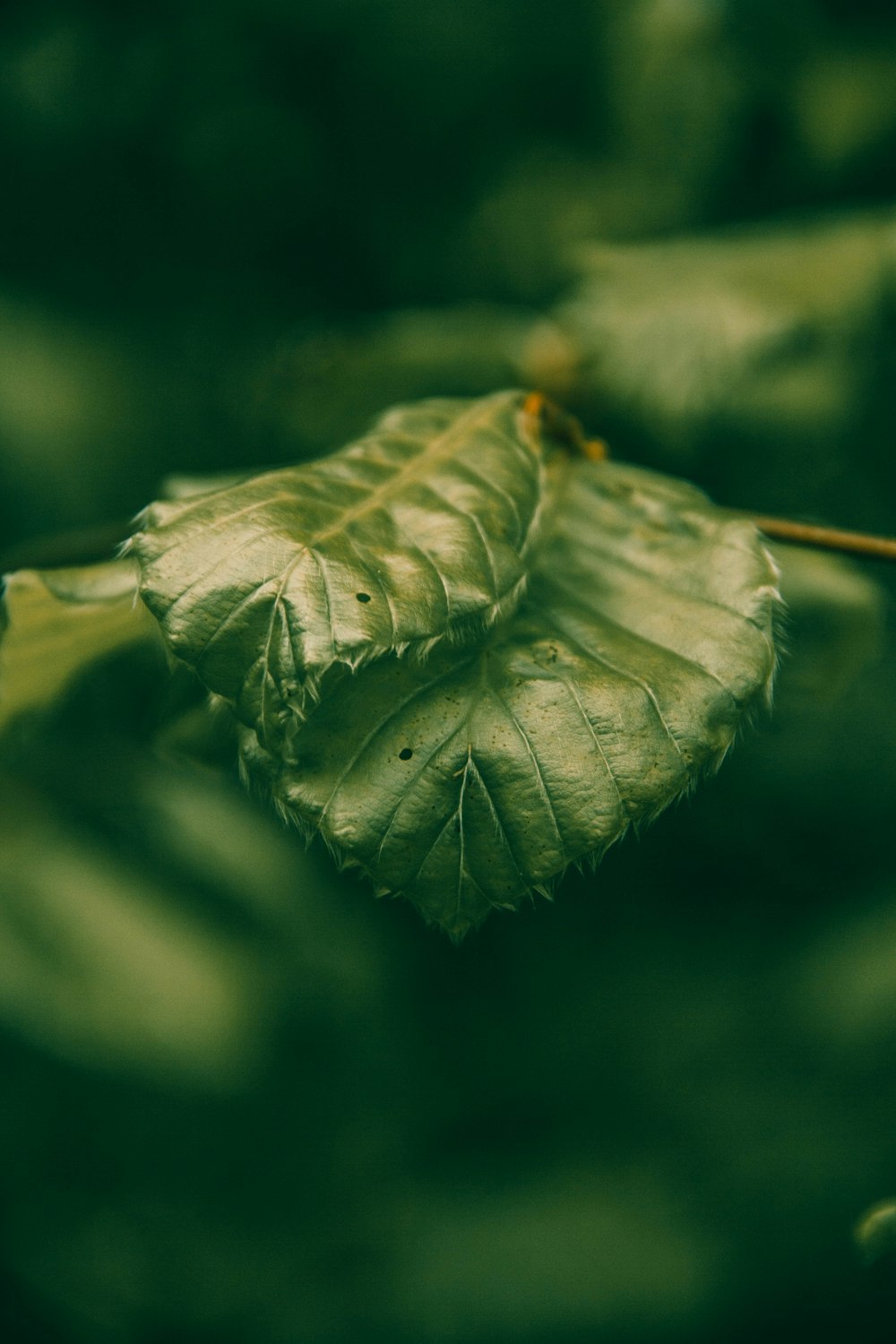 green leaf in selective-focus photography