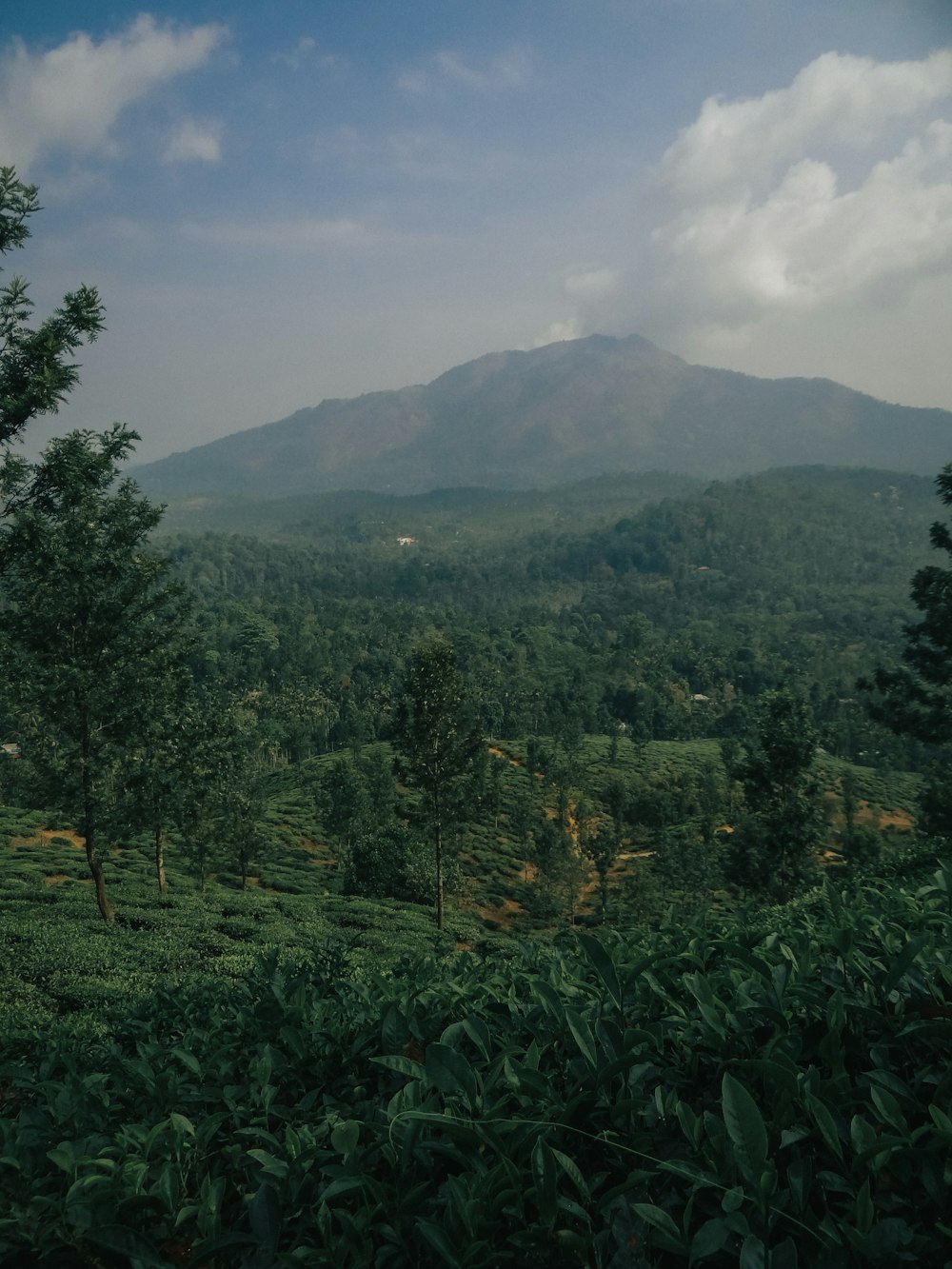 trees covered hill