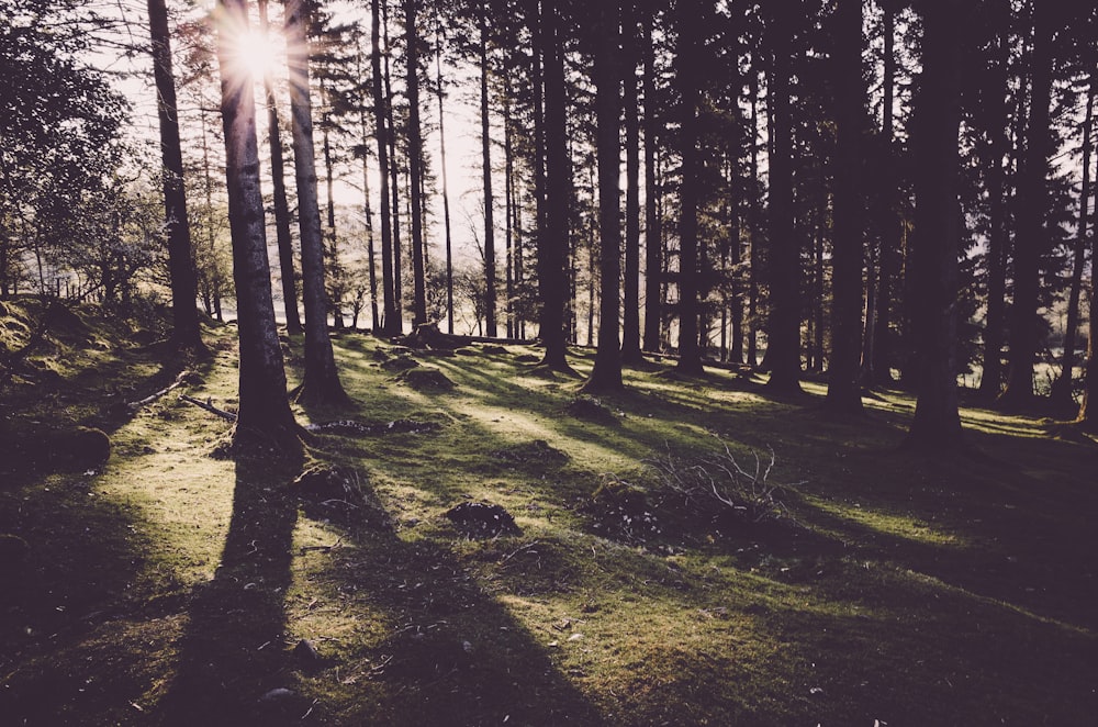 forest trees