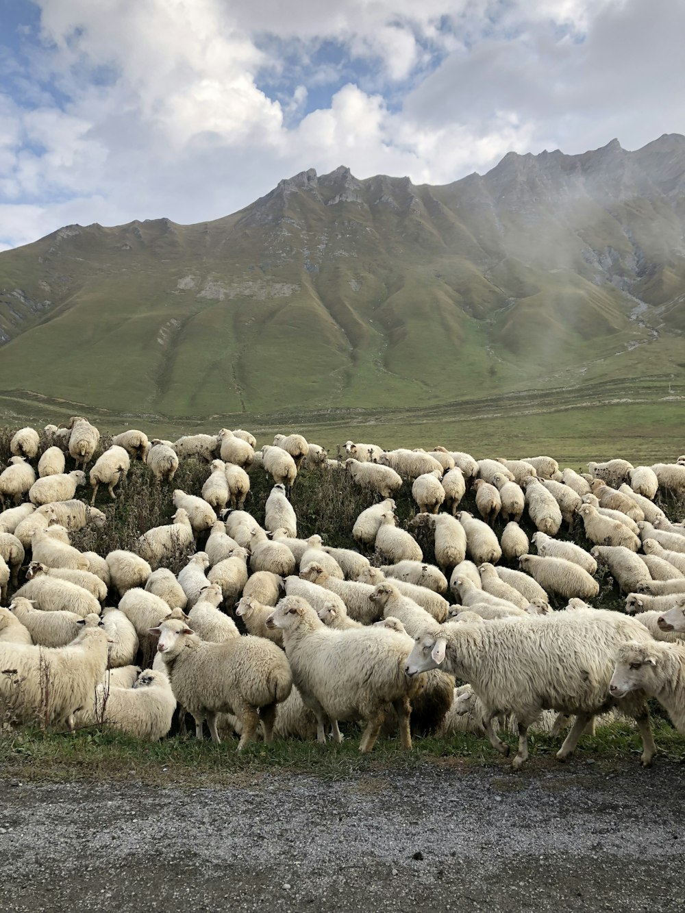 herd of sheep during daytime