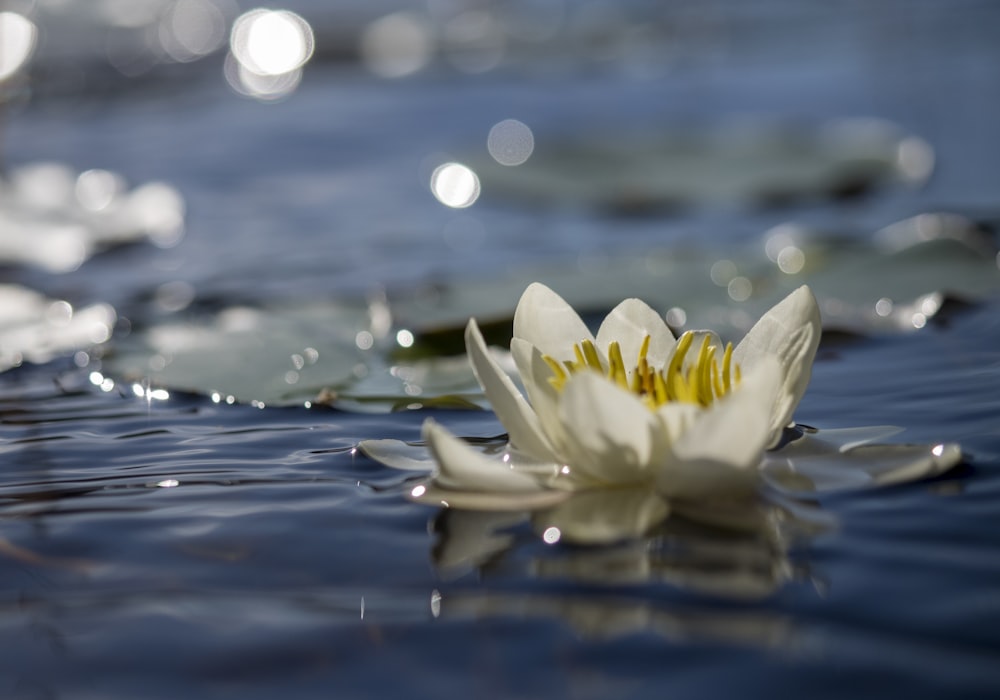 Fotografia selettiva di fuoco di fiore sullo specchio d'acqua