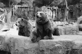 Three bears are resting on a rocky platform in a zoo-like environment. They appear calm and relaxed, surrounded by artificial rocky structures and sparse vegetation.