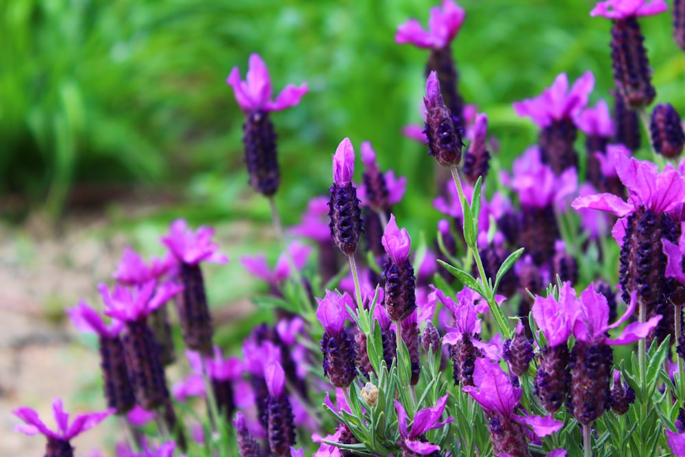 purple-petaled flower