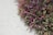 A lush cluster of green and purple-leaved plants grows against a background of light-colored sand. The foliage is dense and varied in hue, with a mix of green and purplish tones, creating a vibrant contrast with the sandy surface.