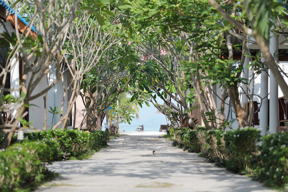 gray pathway between trees