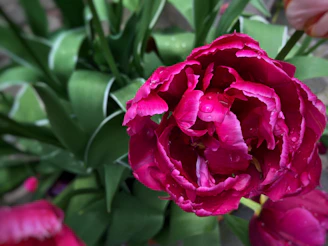 Close-up of a delicate pink peony blossom bathed in soft morning light, with dewdrops glistening on its petals.