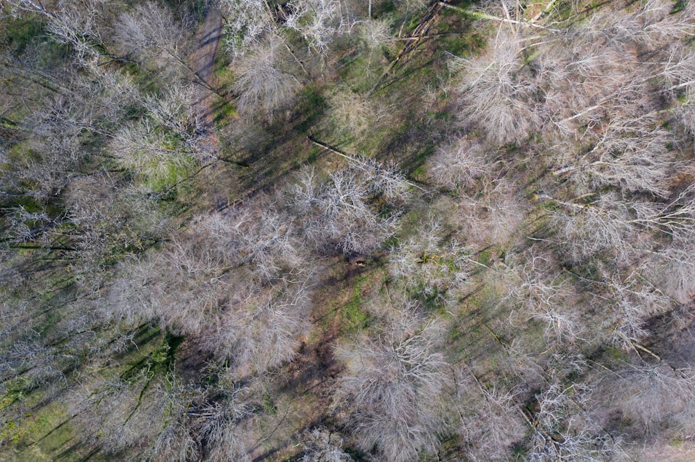 fotografia aérea de árvores durante o dia