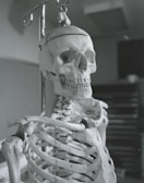 Close-up of an expert explaining anatomy using a skeletal model.