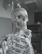 An anatomical poster of the human skeleton displayed on the wall.