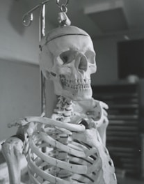 A medical student examining a human skeleton model in a classroom.