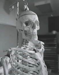 Close-up of hands demonstrating structural alignment techniques on a model skeleton.