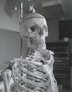 A medical student examining a human skeleton model in a classroom.
