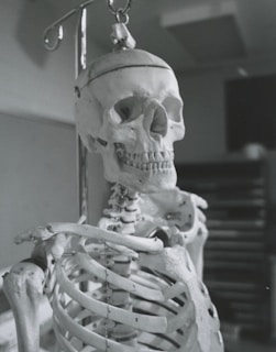 A veterinary student attentively examining an animal skeleton model in a bright lecture hall.