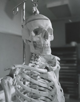 An anatomical poster of the human skeleton displayed on the wall.