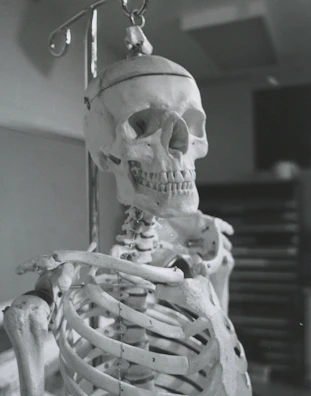 An anatomy class in progress with students examining a detailed human skeleton model.
