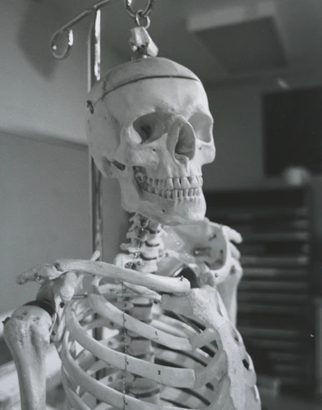Close-up of hands demonstrating structural alignment techniques on a model skeleton.