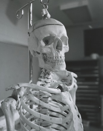 A close-up view of a human skeleton model hanging from a stand, positioned in a room with muted lighting. The skull and upper rib cage are prominently visible, showing detailed features like eye sockets and teeth.