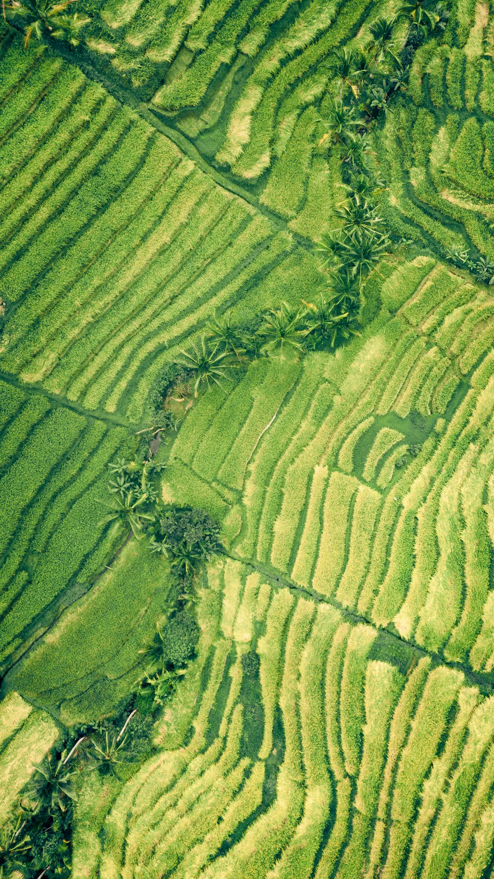aerial photography of green field