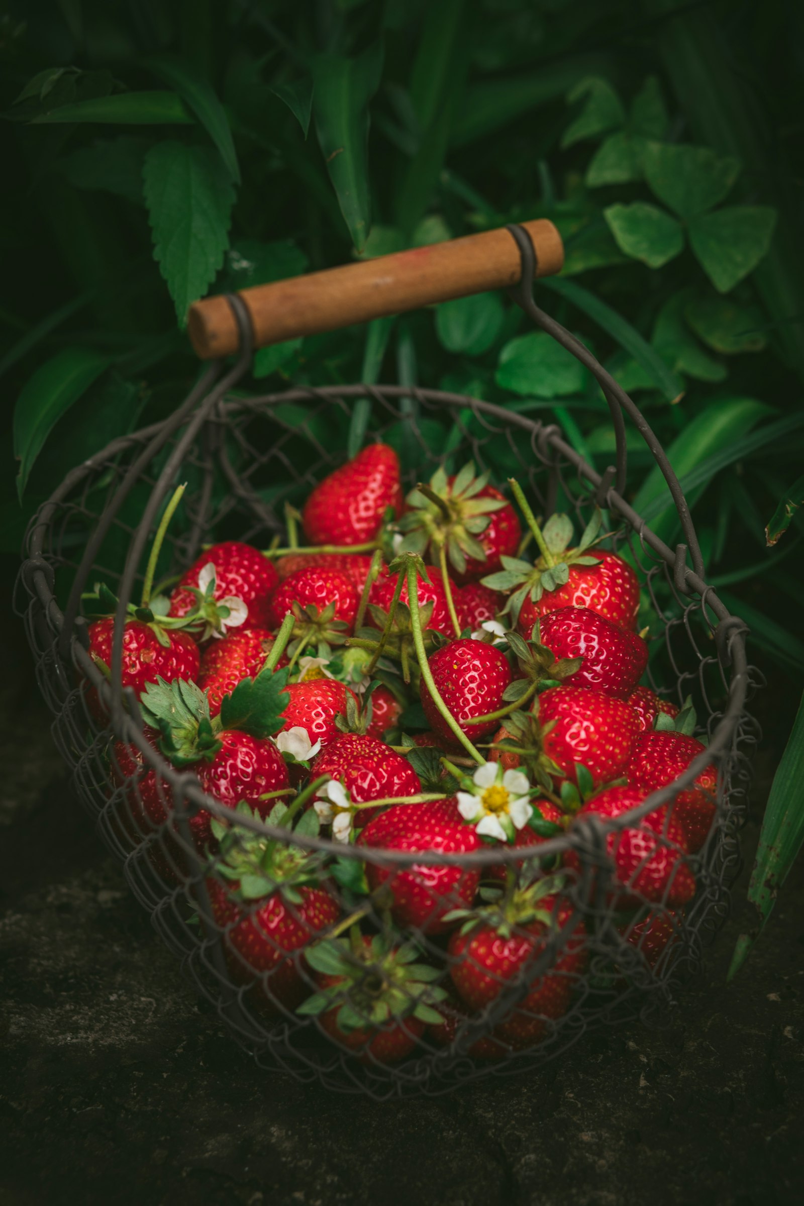 Canon EOS 5D Mark IV + Canon EF 85mm F1.8 USM sample photo. Strawberries in metal basket photography