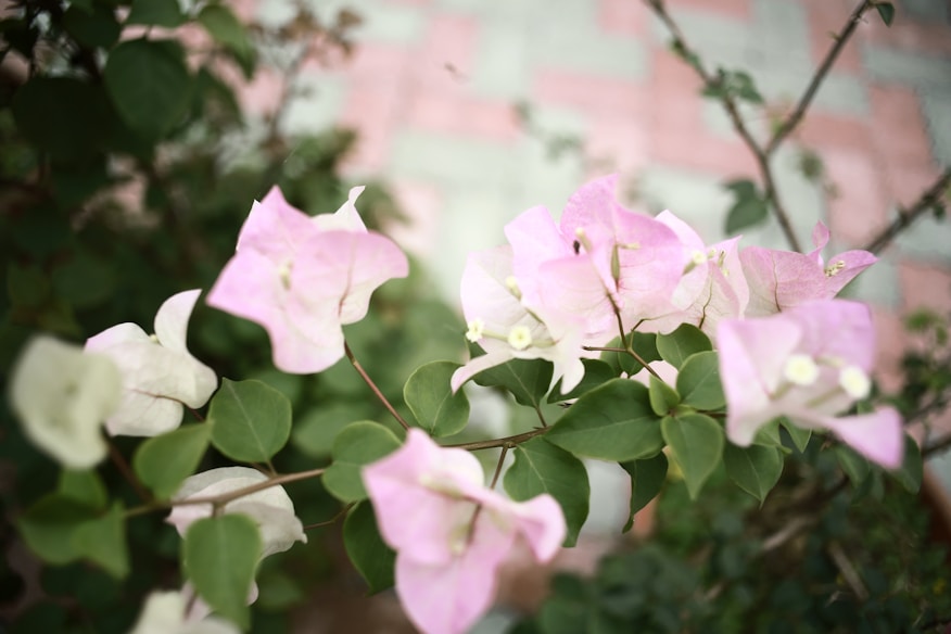 Delicate blush pink floral arch framing a soft ivory background with subtle green pastel leaves.
